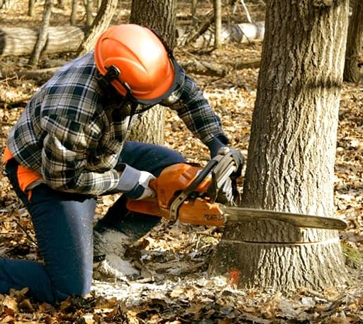 Tree Removal in Harvest, AL
